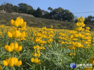 建議民眾把握魯冰花綻放的最佳花期，2月底前攜手到龍潭賞花、喝茶、聽音樂，體驗客庄 
