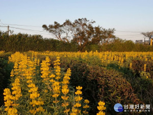 「2020戀戀魯冰花」乳姑山景觀餐廳區花況正好

