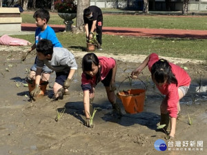 

20位大甲德化國小學生，二十六日在大甲農會的輔導下，在軟爛的泥巴加上冷冷的田水中，種下八百株芋苗，種植過程讓學童感觸務農之辛苦，食物要珍惜。（記者陳榮昌攝）
