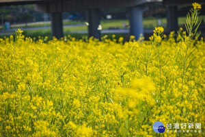 萬壽橋下 實屬北部都會地區難得一見的油菜花海美景（圖／台北市水利處提供）