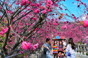 后里泰安櫻花季登場　感受百花齊放生命力（圖／台中市政府）