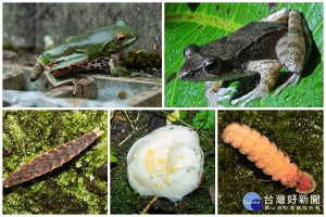 太平山國家森林志工協助調查高山兩棲類動物生態，有了初步的成果。
（圖／羅東林管處提供）