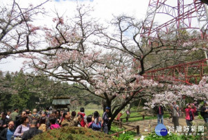 嘉義縣府預期將吸引數以萬計遊客上山／本報資料照