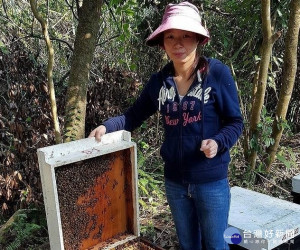 孫霞是三峽區養蜂青農，要求品質的她，堅持只賣國產純蜜，絕不添加進口蜂蜜混充，因此她的龍眼蜜、玉荷包蜜以及百花蜜均深獲市場好評