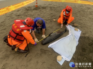 新屋區忘憂門岸際發現1隻死亡鯨豚，第八岸巡隊接獲通報後，聯繫中華鯨豚協會及桃市海岸管理工程處生態保育科協處。

