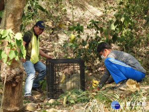 台東鯉魚山下設置獼猴誘捕籠　盼還給居民安寧