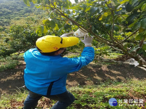 霧峰公所放平腹小蜂。林重鎣攝