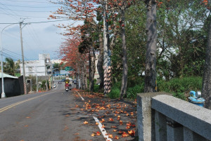   
  中市景色優異的鐵砧山風景區，木棉樹花蕾落滿地，影響行車安全，市議員施志昌籲市政府遷移集中栽植等有效改善，遏止環境及行車危害。（記者陳榮昌攝）
                                     