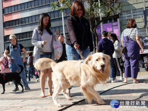 嘉義市家犬貓絕育補助申請期限即日起至11/25止／市府提供