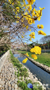 竹溪河畔黃花風鈴木