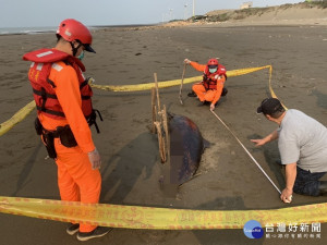 觀音沙灘發現死亡鯨豚，海巡協助採樣並就地掩埋。