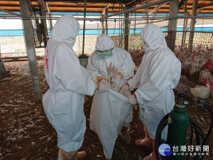 學甲區火雞場確診禽流感進行撲殺處置及場內消毒。
