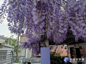 紫藤山城浪漫連假上梨山賞花