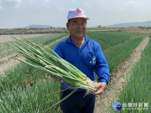 

  大安區農會總幹事蔡建宗推動青蔥作物生產履歷有成，蔥農黃益清，種植青蔥白綠分明，優良的品質深受消費者所喜愛，銷售價格頗為隱定。（記者陳榮昌攝）
