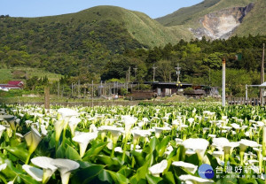 近看海芋遠眺坑（圖／台北市大地工程處）