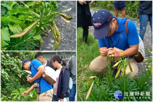 農政及動植物防疫專家登上龜山島查明百合花未開先枯萎的原因。（圖／東北角暨宜蘭海岸國家風景區管理處提供）