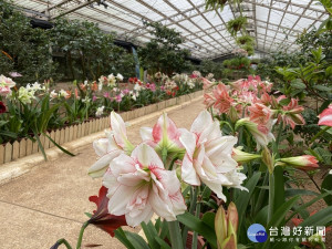 大茶花溫室內的球根花卉佈置（圖／台北市公園處）