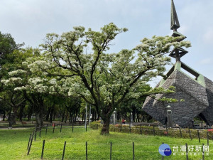 228紀念碑旁流蘇王枝頭披上雪白薄紗的美景（圖／台北市公園處）