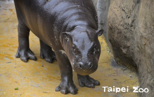 今年兒童節，就讓侏儒河馬寶寶「秋祥」陪你度過（圖／台北市立動物園提供）