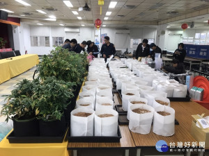 通緝男藏身透天豪宅種大麻，警逮人驚見市值百萬大麻活株。