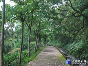 
外埔區永豐里水流東自行車道旁油桐樹，部份已結滿如雪的花朵，花落時迎風飄逸，在不同流水向的水流東溝圳間，呈現著農村之美。（記者陳榮昌攝）