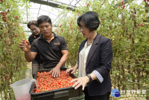 縣長王惠美參觀溫室農場，青農柯景發說明玉女小番茄的栽種管理。圖／記者鄧富珍攝
