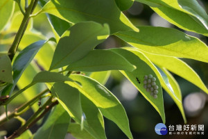 圖中荔枝椿象卵旁的昆蟲為平腹小蜂（圖／台中市政府提供）