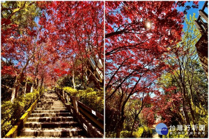 太平山上的紫葉槭又現楓紅美景。（圖／林務局羅東林管處提供）