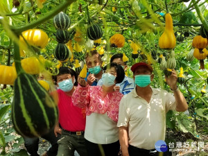 彰化縣長王惠美親訪溪湖老農黃重順種植的哈蜜瓜和「玩具南瓜」。圖／記者鄧富珍攝