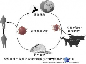 動物族群傳染圖。興大提供