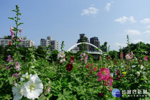 北市古亭河濱蜀葵花海盛開（圖／台北市水利處提供）