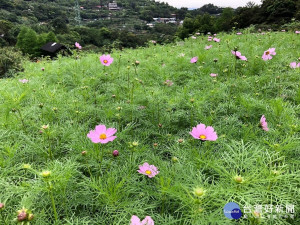 第一批花苞已率先迎向遊客（圖／台北市大地處提供）