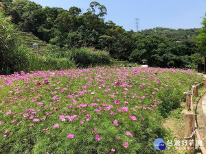 樟樹步道波斯菊（圖／台北市大地處提供）