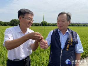 霧峰烏日台農71號稻米災損 蔡局長到場現勘