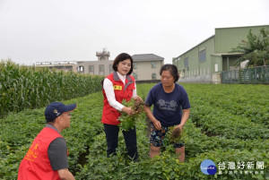 玉米倒伏受損嚴重　張麗善建請中央速公告納入天然災害救助（圖／雲林縣政府）