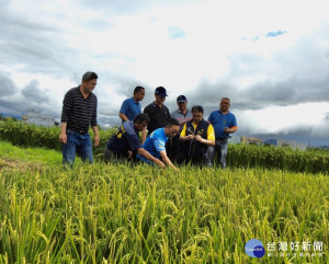 台東縣府實勘縱谷米倉　發現一期稻作空包彈情況嚴重