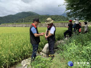 花蓮水稻「空包彈」　徐榛蔚：已公告災害救助