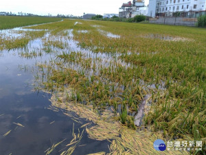 豪雨影響一期水稻　屏縣府即日起啟動勘災認定作業（圖／屏東縣政府）