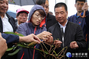 改良芒果受寒害　台東4鄉即起受理申請現金救助