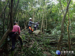 北市推動大崙頭山森林經營示範　林業傳承薪火不息（圖／台北市大地處提供）