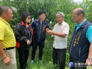 

曾膺選農業十大青農楷模的外埔區農友林茂盛，二年時間種植「水蜜桃」多汁、甜度高，農業局專委陳柏宏、區長葉聯慶等人士五日連袂參觀，林茂盛說明種植過程，希望產品能獲消費者所接受。（記者陳榮昌攝）