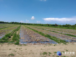 五月豪雨造成新營區、鹽水區青割玉米及仁德區西瓜天然災害。