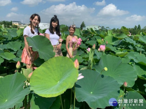 

中社花市荷花季開幕，廣闊荷花迎風搖曳，三名打扮嬌艷靚女花叢中擺出媚人的美姿，攝影師群爭取最美鏡頭。（記者陳榮昌攝）
