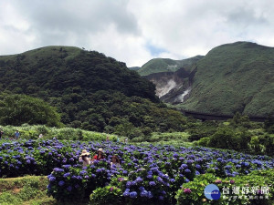 紫色繡球花與小油坑相互輝映（圖／台北市大地處提供)