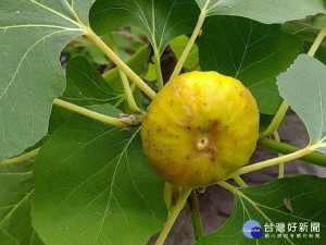 無花果因外觀只見果、不見花的特性，故有此名（圖／台北市公園處提供）