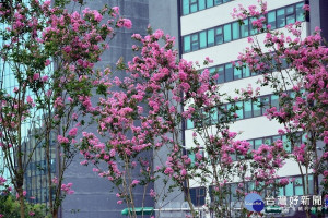 盛夏綻放的紫薇不輸春天的櫻花（圖／台北市公園處提供）