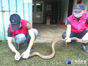 金山區民眾來電說家中有大蛇闖入，動保處立即派員前往現場處理，確認為體長約2.3公尺的南蛇，立刻以蛇夾捕捉完成，協助民眾解除居家安全的威脅