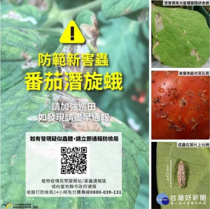 農委會呼籲農友，增加巡查適時防治番茄潛旋蛾／嘉義縣府提供