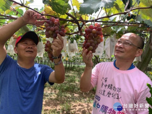 


外埔區長葉聯慶訪視永豐里長洪俊義種植的葡萄，並參觀其母親洪柯春足與妻子顏淑珍包裝葡萄禮盒。（記者陳榮昌攝）