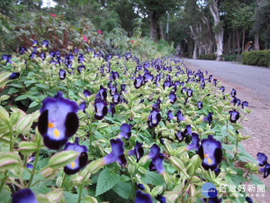 （圖／台北市公園處提供）